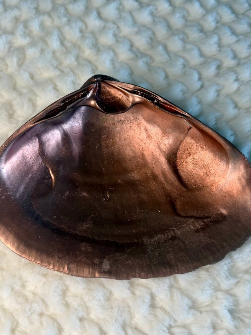 Large Rose Gold Clam Shell - Picture 4 of 5